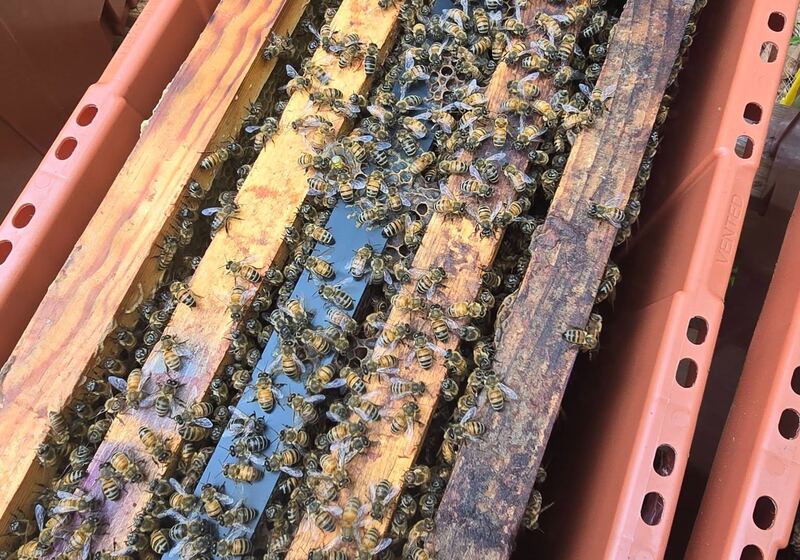 Queen cells on cell bars fresh out of the finisher