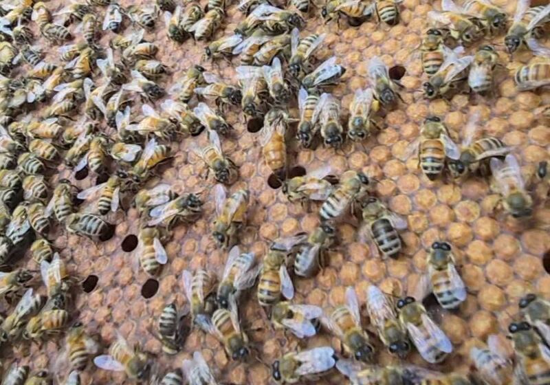 Bees tending capped brood on dark comb