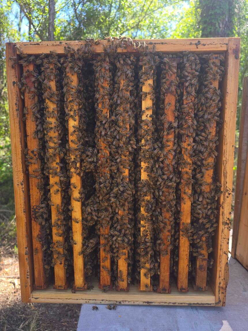 A deep frame wall-to-wall with bees from a Fisher production colony