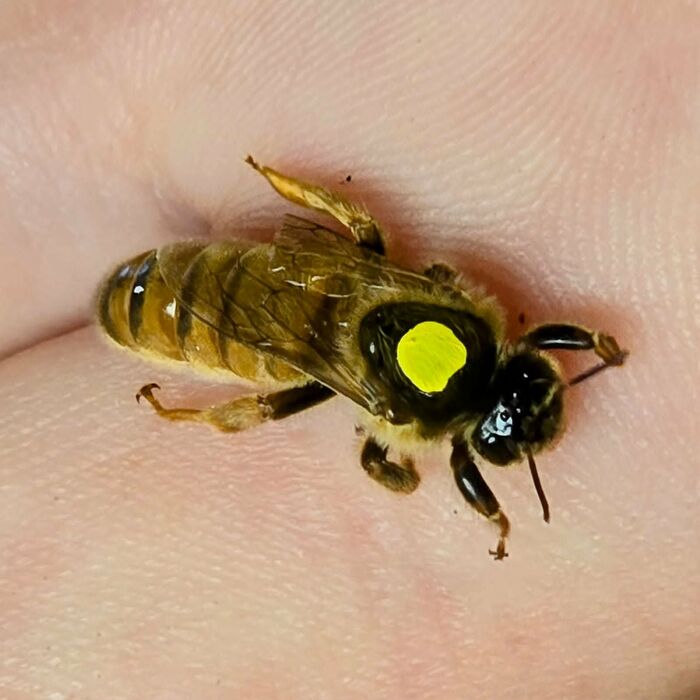 A yellow-marked dark queen resting in an open palm