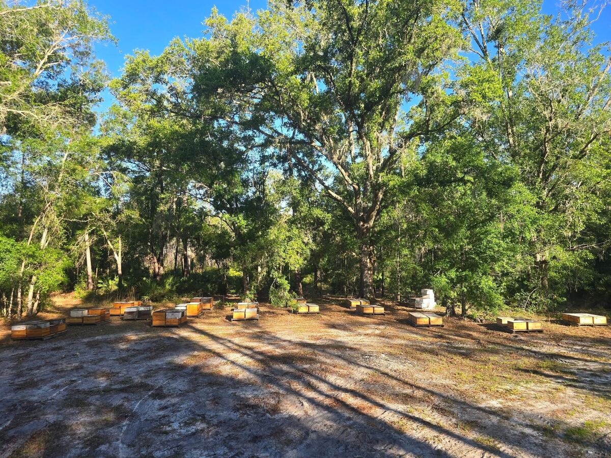Hives under live oaks at the Fisher home yard in Dade City