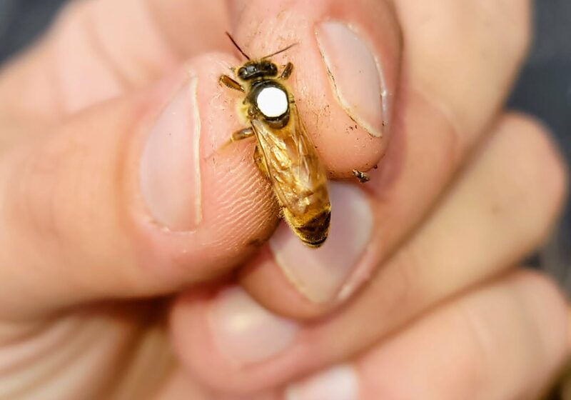 A marked breeder queen held gently in hand
