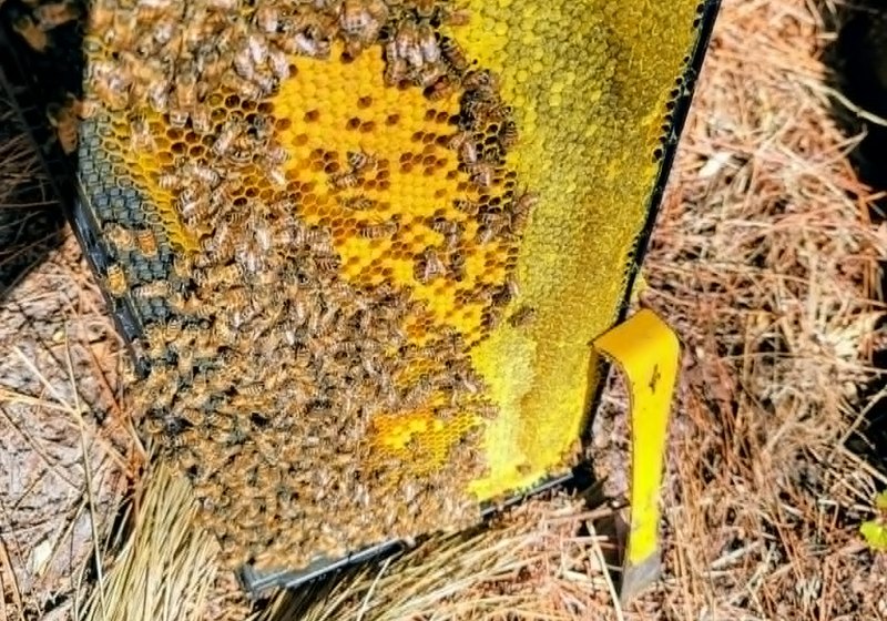 A frame heavy with capped comb honey from the Fisher yards